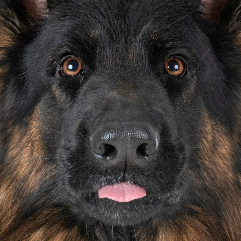 Primer plano de un perro negro de ojos marrones