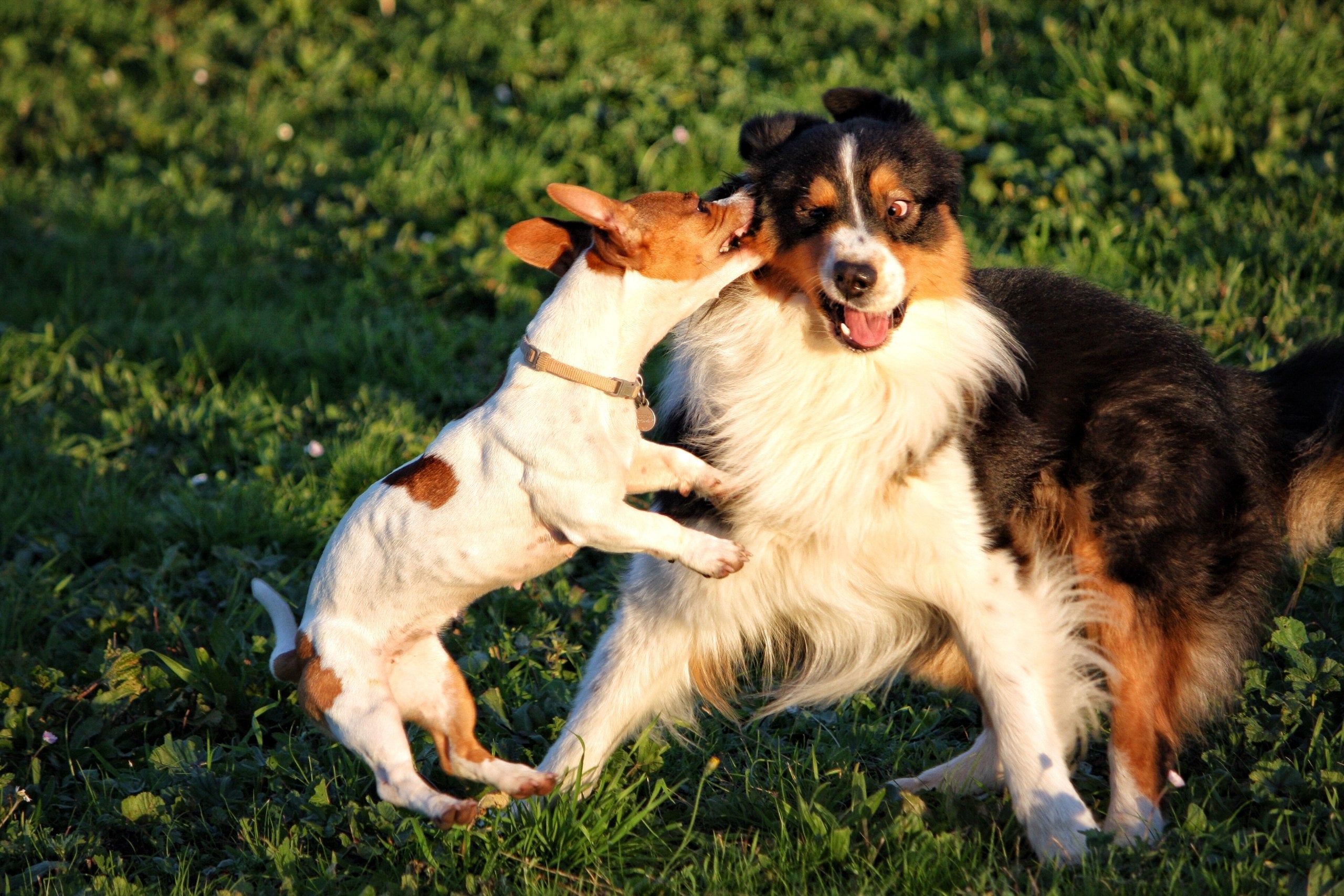 Dos perros de distinto tamaño juegan juntos sobre el césped