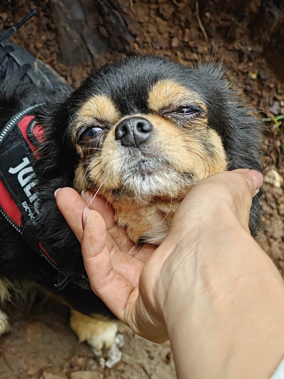 Una mano acaricia con suavidad a un perro pequeño